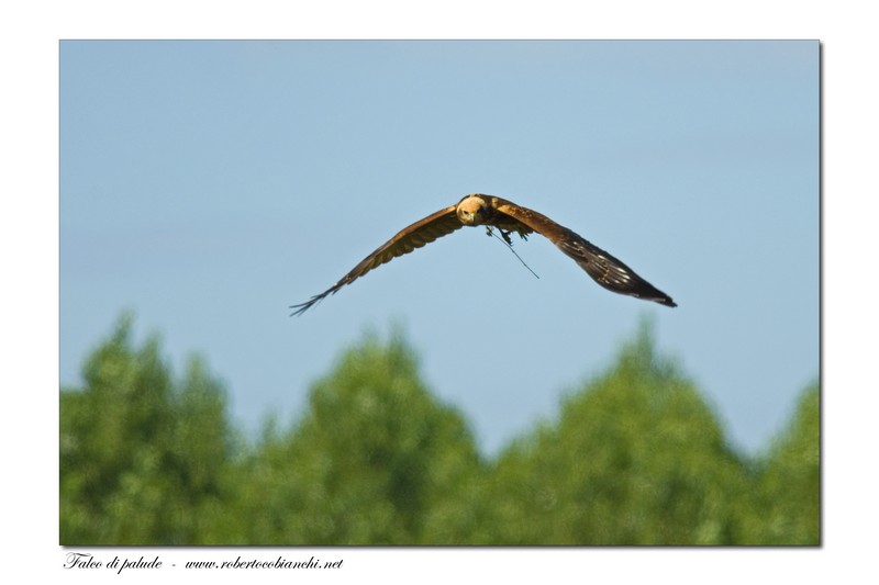Falco di palude - Circus aruginosus